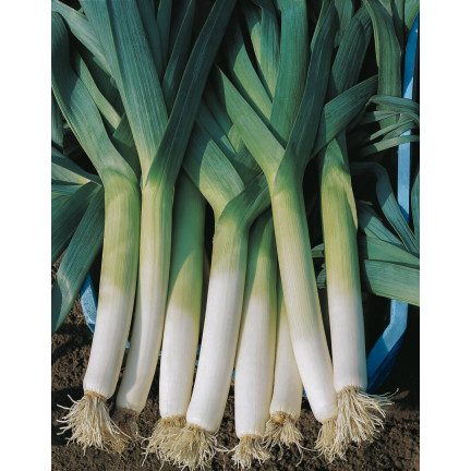 W1177 POR NASIONA PORA BLAUWGROENE WINTER TYP ALASKA PÓŹNY ODPORNY NA MROZY 1G