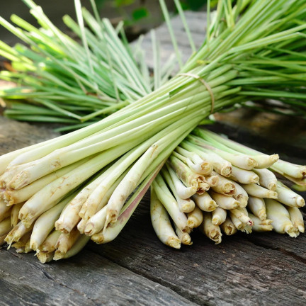 Z3034 TRAWA CYTRYNOWA NASIONA ZIÓŁ ZIOŁA LEMONGRASS WŁAŚCIWOŚCI ZDROWOTNE 0,1G