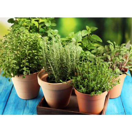 BIO30 Biovita Ziemia, Podłoże BIO do Ziół, Naturalna 10L