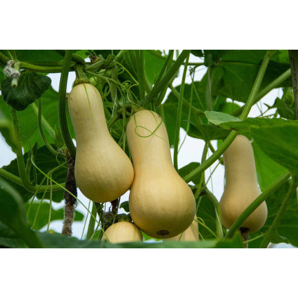 Z3036 Nasiona Dyni DYNIA PIŻMOWA BUTTERNUT nasiona warzyw BEZWŁÓKNISTA