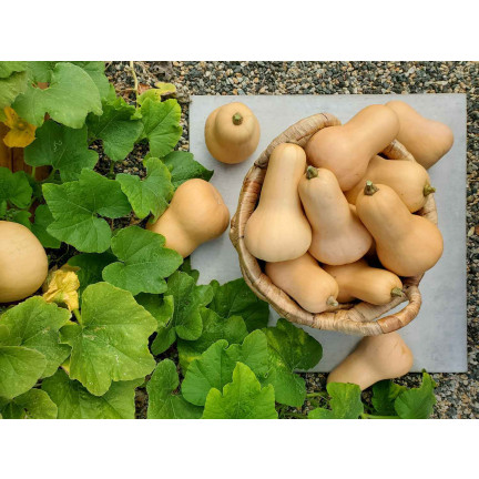 Z3036 Nasiona Dyni DYNIA PIŻMOWA BUTTERNUT nasiona warzyw BEZWŁÓKNISTA
