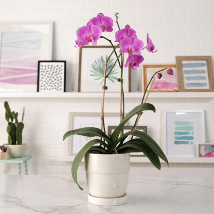 BIO8 NATURALNE PODŁOŻE ZIEMIA DO STORCZYKÓW ORCHIDEI 3L BIOVITA