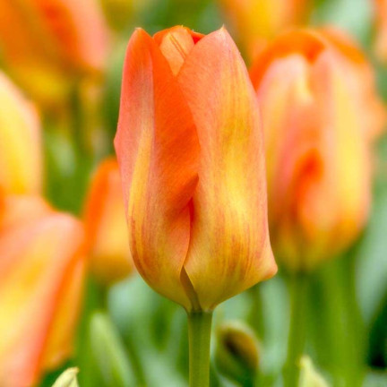 CEB13 CEBULKI KWIATÓW ORANGE BREEZE TULIPANY TULIPANÓW 50SZT.