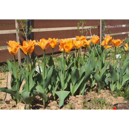 CEB13 CEBULKI KWIATÓW ORANGE BREEZE TULIPANY TULIPANÓW 50SZT.