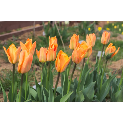 CEB13 CEBULKI KWIATÓW ORANGE BREEZE TULIPANY TULIPANÓW 50SZT.