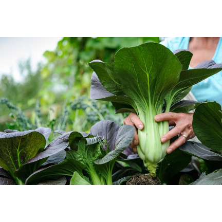 W3779 KAPUSTA PAK CHOI CHIŃSKA 1G NASIONA KAPUSTY CHIŃSKIEJ TORAF
