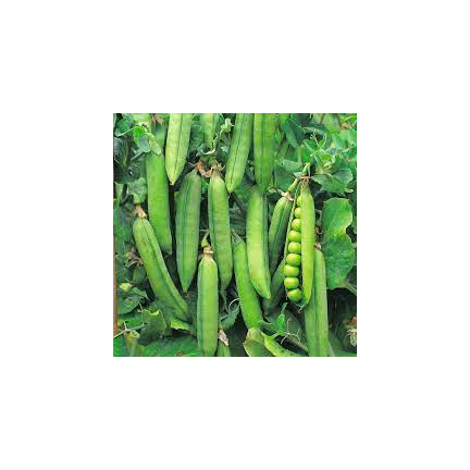 W0746 GROCH SIEWNY ŁUSKOWY SZEŚCIOTYGODNIOWY NASIONA 50G SZYBKI ZBIÓR