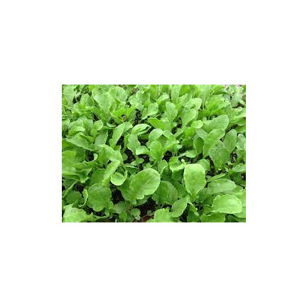 Z3018 MAJERANEK NASIONA ZIÓŁ MAJERANKU ZIOŁA AROMATYCZNY DODATEK DO DAŃ 1G