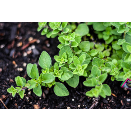 Z3026 OREGANO LEBIODKA NASIONA ZIÓŁ ZIOŁA AROMATYCZNE ZIOŁO KAŻDEJ KUCHNI 0,5G