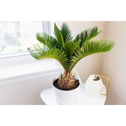 BIO9 ZIEMIA DO PALM JUK DRACEN 5L PODŁOŻE DO ROŚLIN ZIELONYCH Z NAWOZEM BIOVITA