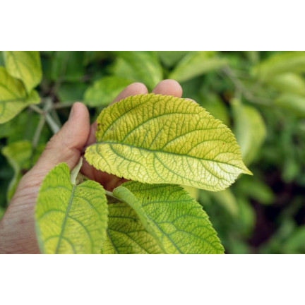 SUM40 HELP PLANT ŻELAZO (FE) 20ML, nawóz dolistny, zapobiega chorobom fizjologicznym i zahamowaniu wzrostu