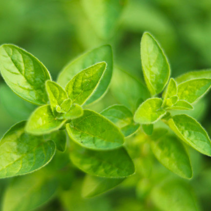 Z3026 OREGANO LEBIODKA NASIONA ZIÓŁ ZIOŁA AROMATYCZNE ZIOŁO KAŻDEJ KUCHNI 0,5G