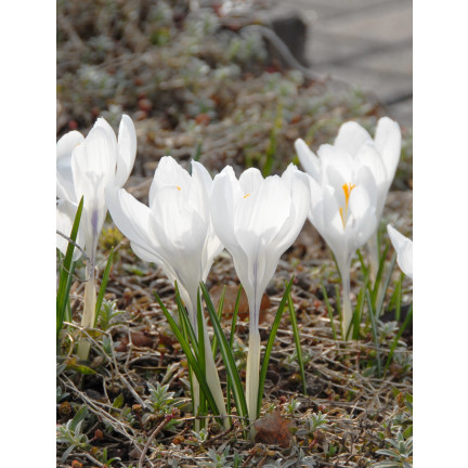 CEB11 KROKUS JEANNE D