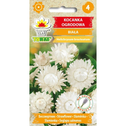 R4126 Kocanka ogrodowa biała, nasiona kwiatów kocanki, nieśmiertelnik Toraf 0.5g