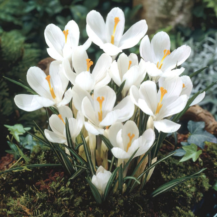 CEB11 KROKUS JEANNE D