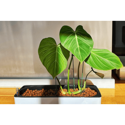 BIO13 KERAMZYT DROBNY 5L 4-8MM OGRODNICZY NATURALNY DRENAŻ DONICZKI