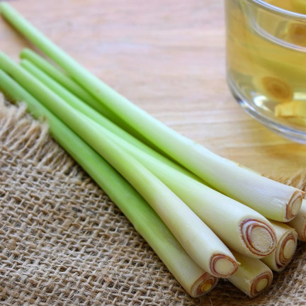 Z3034 TRAWA CYTRYNOWA NASIONA ZIÓŁ ZIOŁA LEMONGRASS WŁAŚCIWOŚCI ZDROWOTNE 0,1G