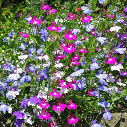R5837 LOBELIA ZWISAJĄCA CASCADE MIXED 0,1G NASIONA KWIATÓW LOBELII MIESZANKA