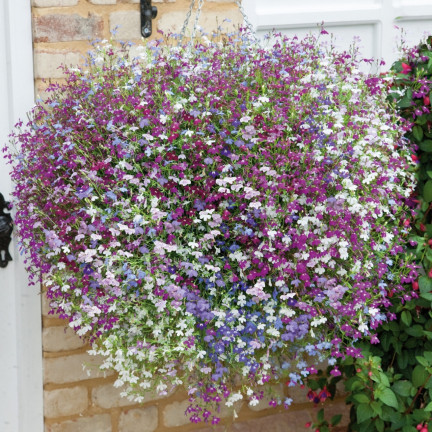 R5837 LOBELIA ZWISAJĄCA CASCADE MIXED 0,1G NASIONA KWIATÓW LOBELII MIESZANKA