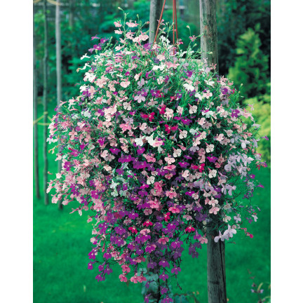 R5837 LOBELIA ZWISAJĄCA CASCADE MIXED 0,1G NASIONA KWIATÓW LOBELII MIESZANKA