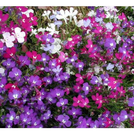 R5837 LOBELIA ZWISAJĄCA CASCADE MIXED 0,1G NASIONA KWIATÓW LOBELII MIESZANKA