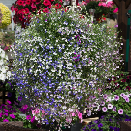 R5837 LOBELIA ZWISAJĄCA CASCADE MIXED 0,1G NASIONA KWIATÓW LOBELII MIESZANKA