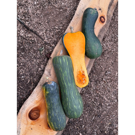 W1245 DYNIA PIŻMOWA BUTTERNUT CUCURBITA MOSCHATA NASIONA DYNI DELIKATNY SMAK 5G