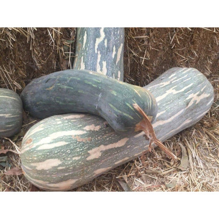 W1245 DYNIA PIŻMOWA BUTTERNUT CUCURBITA MOSCHATA NASIONA DYNI DELIKATNY SMAK 5G
