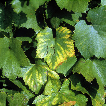 SUM41 Help Plant MG Magnez na choroby roślin, środek na niedobory magnezu 20 g Sumin