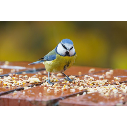 Mieszanka dla dzikich ptaków, karma całoroczna, ziarna zbóż, Turdus 1kg