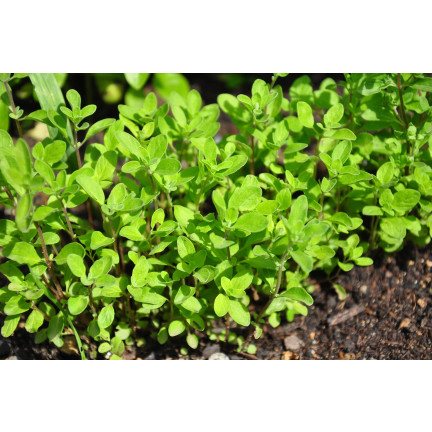 Z3018 MAJERANEK NASIONA ZIÓŁ MAJERANKU ZIOŁA AROMATYCZNY DODATEK DO DAŃ 1G
