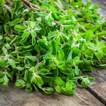 Z3018 MAJERANEK NASIONA ZIÓŁ MAJERANKU ZIOŁA AROMATYCZNY DODATEK DO DAŃ 1G