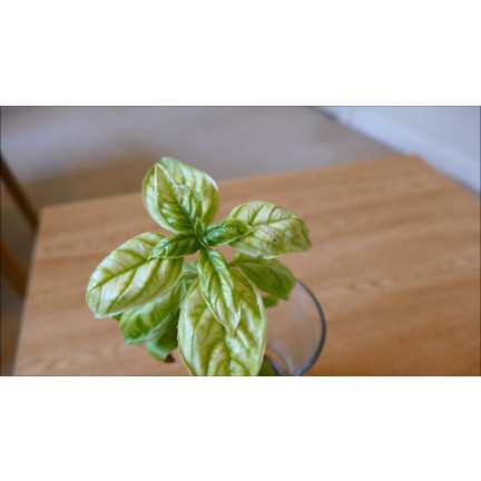 SUM40 HELP PLANT ŻELAZO (FE) 20ML, nawóz dolistny, zapobiega chorobom fizjologicznym i zahamowaniu wzrostu