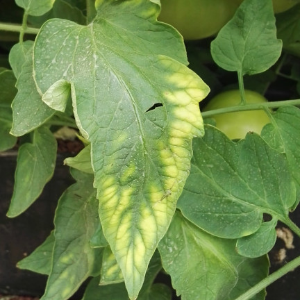 SUM41 Help Plant MG Magnez na choroby roślin, środek na niedobory magnezu 20 g Sumin