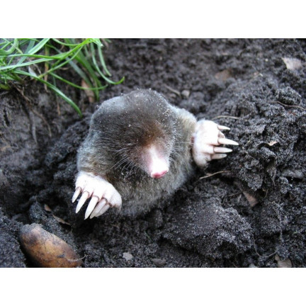SUM42 Sumin NATUR BLOKER przeciw szkodnikom, środek na krety turkucie nicienie 1000 g