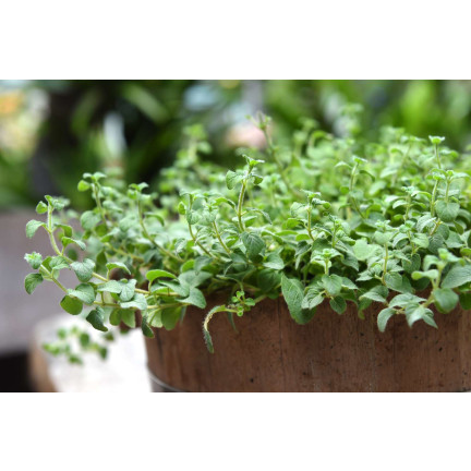 Z3026 OREGANO LEBIODKA NASIONA ZIÓŁ ZIOŁA AROMATYCZNE ZIOŁO KAŻDEJ KUCHNI 0,5G