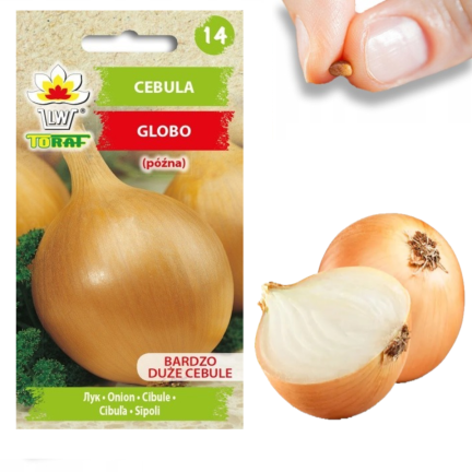 W1020 Cebula Globo, nasiona cebuli, bardzo późna duże cebule, sałatkowa 2g