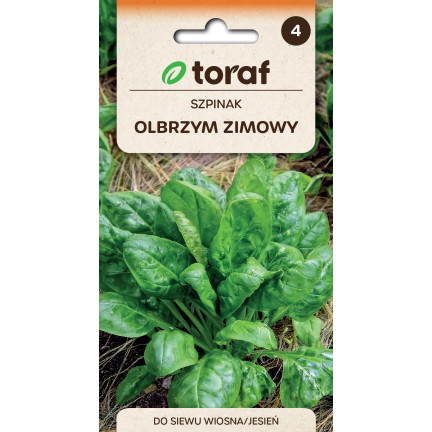 W0326 SZPINAK OLBRZYM ZIMOWY 10G NASIONA SZPINAKU OLBRZYMIEGO