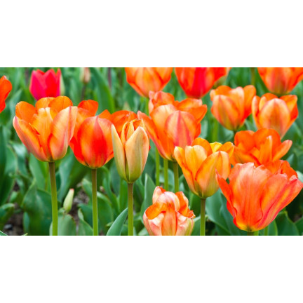 CEB13 CEBULKI KWIATÓW ORANGE BREEZE TULIPANY TULIPANÓW 50SZT.