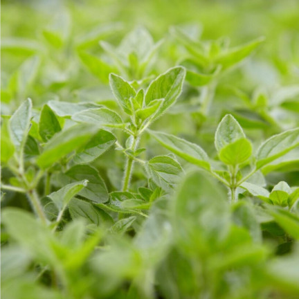 Z3026 OREGANO LEBIODKA NASIONA ZIÓŁ ZIOŁA AROMATYCZNE ZIOŁO KAŻDEJ KUCHNI 0,5G