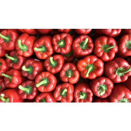 W1135 PAPRYKA NASIONA PAPRYKI CALIFORNIA WONDER CZERWONA SŁODKA SAŁATKOWA 0,5G