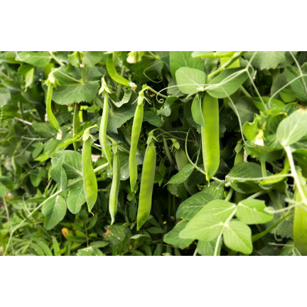 W0746 GROCH SIEWNY ŁUSKOWY SZEŚCIOTYGODNIOWY NASIONA 50G SZYBKI ZBIÓR