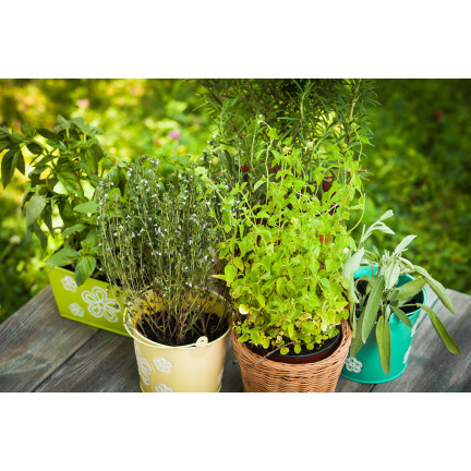 BIO30 Biovita Ziemia, Podłoże BIO do Ziół, Naturalna 10L