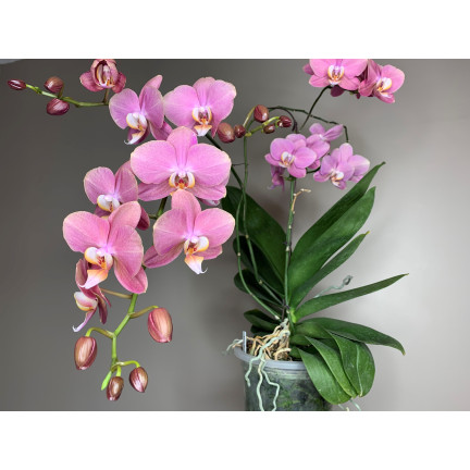 BIO8 NATURALNE PODŁOŻE ZIEMIA DO STORCZYKÓW ORCHIDEI 3L BIOVITA