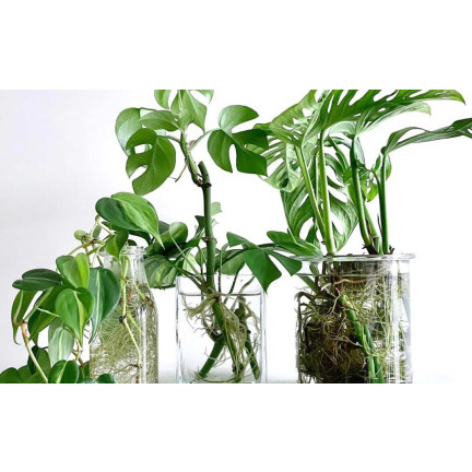 SUM28 SUMIN Multiroots ukorzeniacz, ukorzenia sadzonki cebulki roślin ozdobnych 100 ml