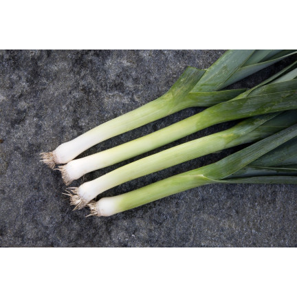 W1177 POR NASIONA PORA BLAUWGROENE WINTER TYP ALASKA PÓŹNY ODPORNY NA MROZY 1G