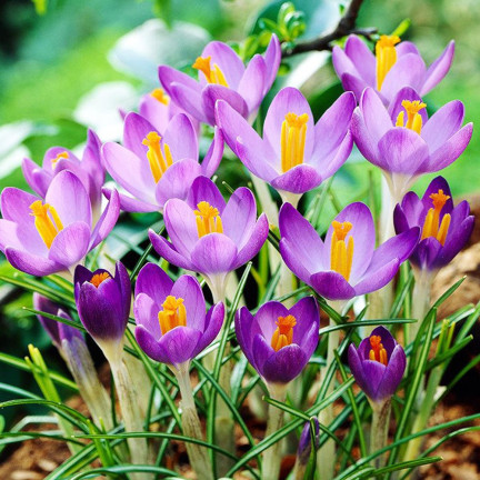 CEB10 KROKUS WIOSENNY BARR