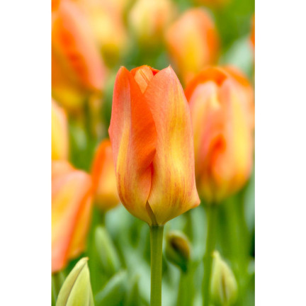 CEB13 CEBULKI KWIATÓW ORANGE BREEZE TULIPANY TULIPANÓW 50SZT.