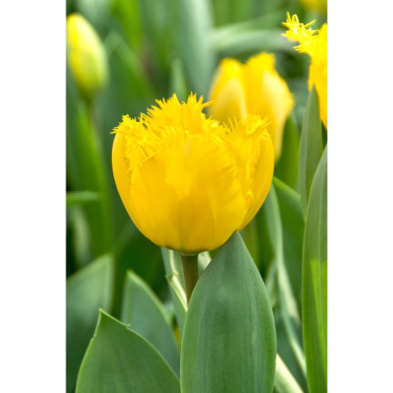 CEB3 TULIPAN CRYSTAL STAR CEBULKA CEBULKI KWIATÓW KWIATOWE 50SZT.