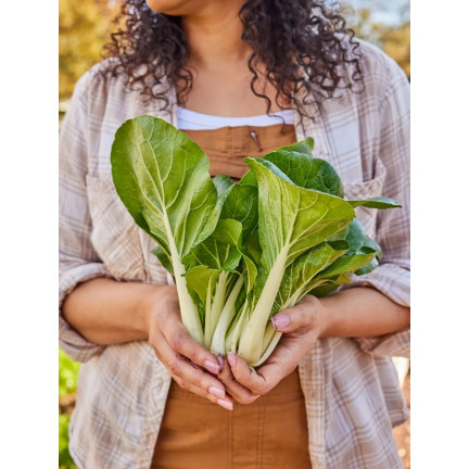 W3779 KAPUSTA PAK CHOI CHIŃSKA 1G NASIONA KAPUSTY CHIŃSKIEJ TORAF